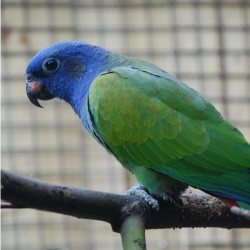 Blue Headed Pionus