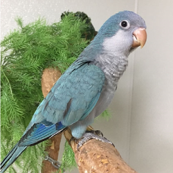 Buy Quaker Parrots – Friendly Parrot for Sale