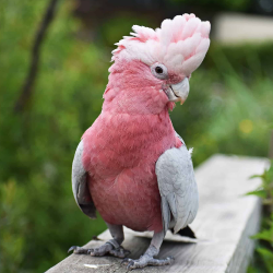 Rose Breasted Cockatoo