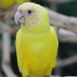 Lutino Dusky Conure