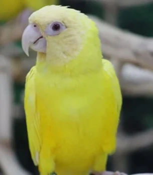 Lutino Dusky Conure