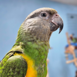 Senegal Parrot