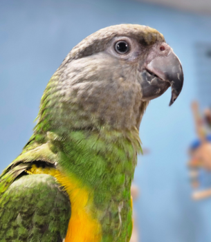 Senegal Parrot