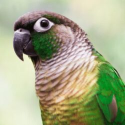 Green Cheek Conure Image