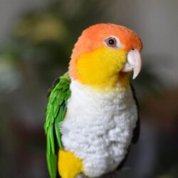 White Bellied Caique