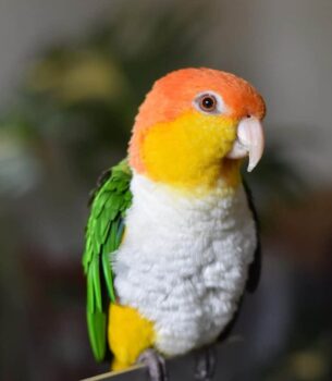 Buy White Bellied Caique – Lively Parrot for Sale