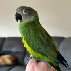 Conure Dusky