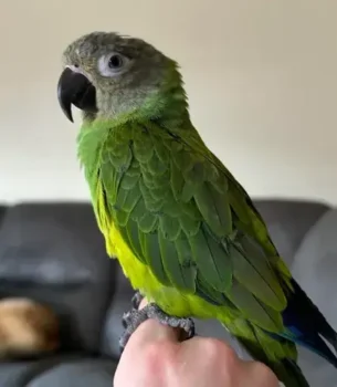 Conure Dusky