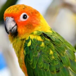 sun conure