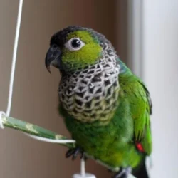 Black Cap Conure