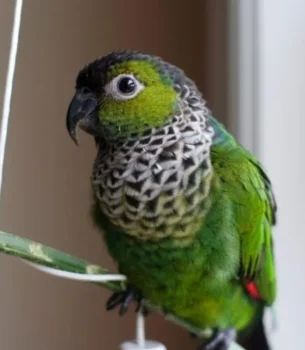 Black Cap Conure