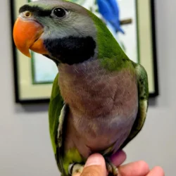 Derbyan Parrot