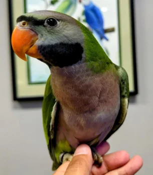 Derbyan Parrot