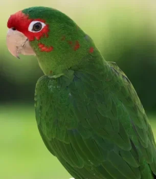 Mitred Conures