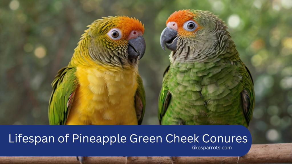 Lifespan of Pineapple Green Cheek Conures