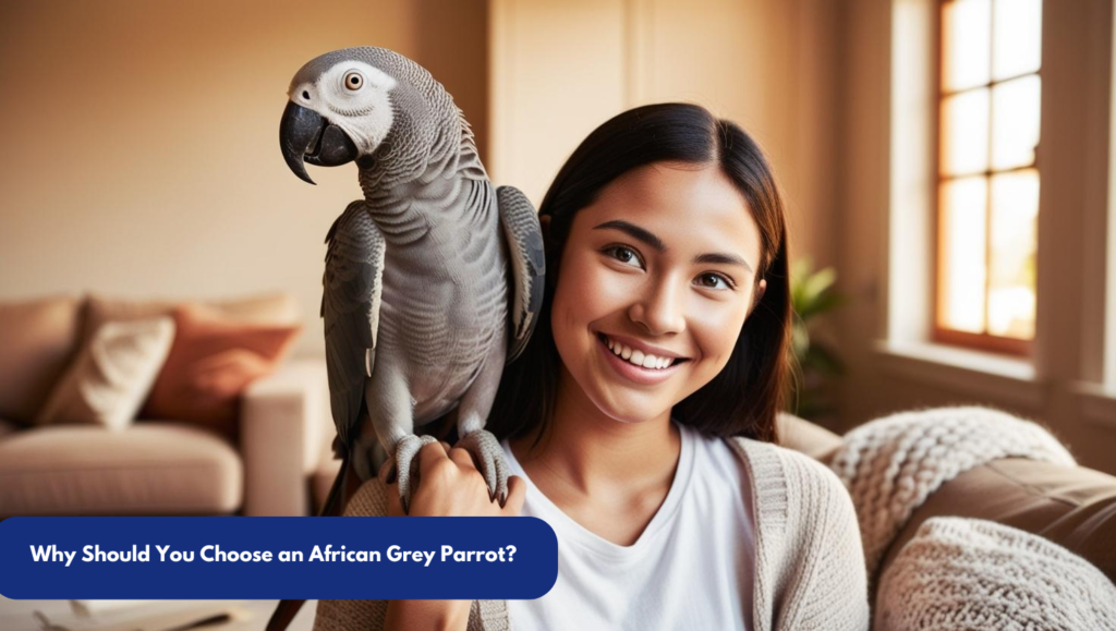 African Grey Parrot for Sale