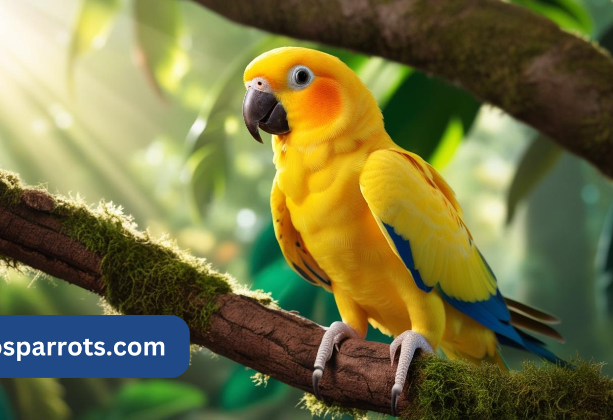 Sun Conure for Sale