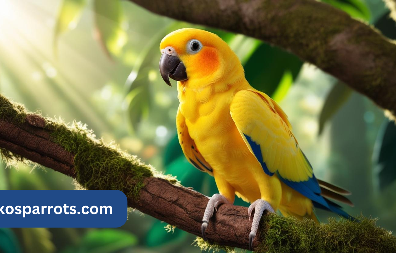 Sun Conure for Sale