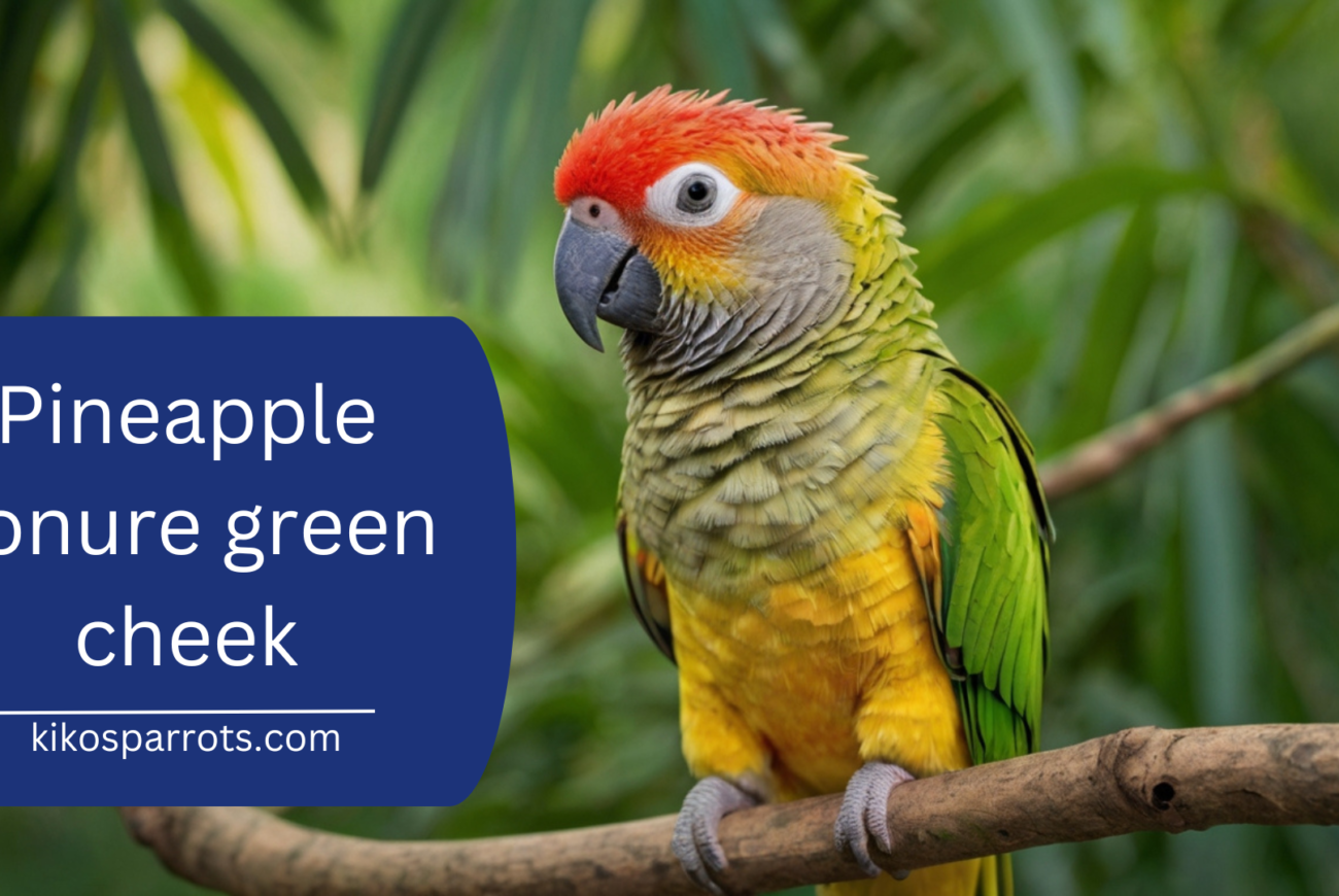 pineapple conure green cheek