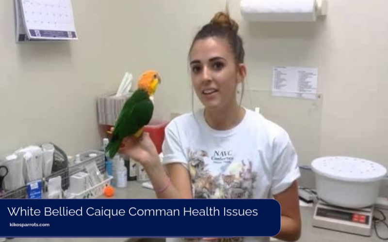 White Bellied Caique