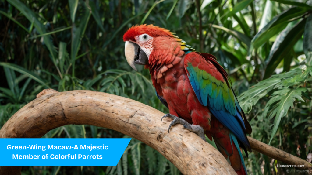 Green-Wing Macaw-A Member of Colorful Parrots