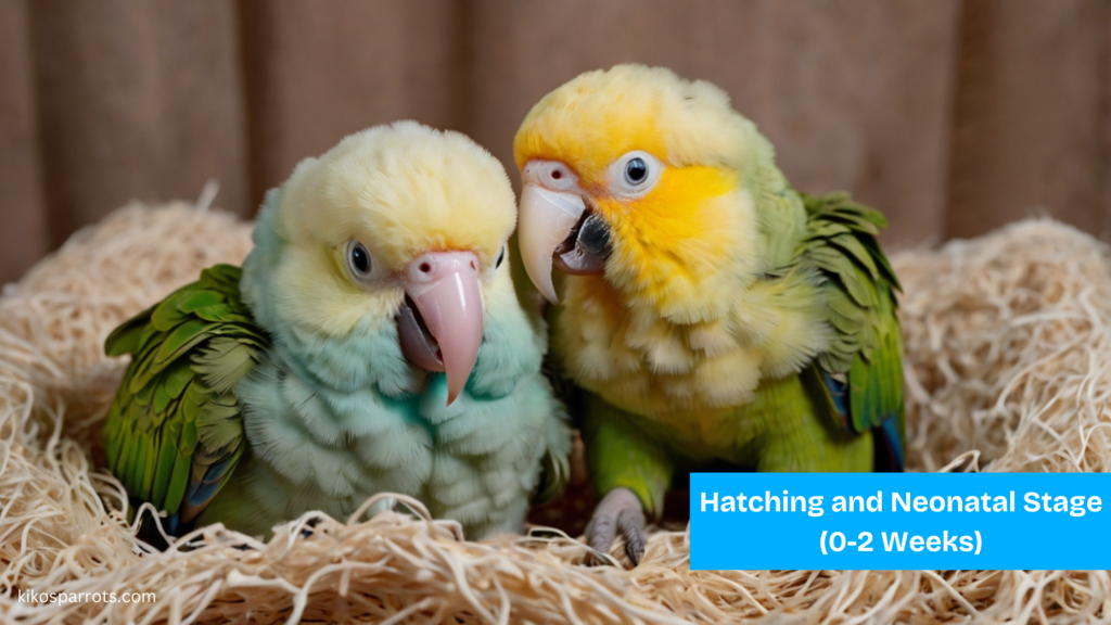 "Baby parrot growth stages from hatchling to adulthood."